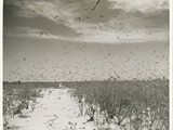 1945-19-09 Seabirds at Wake Island1