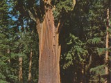 Chandelier Drive-thru Tree, Redwood Highway, California, US1